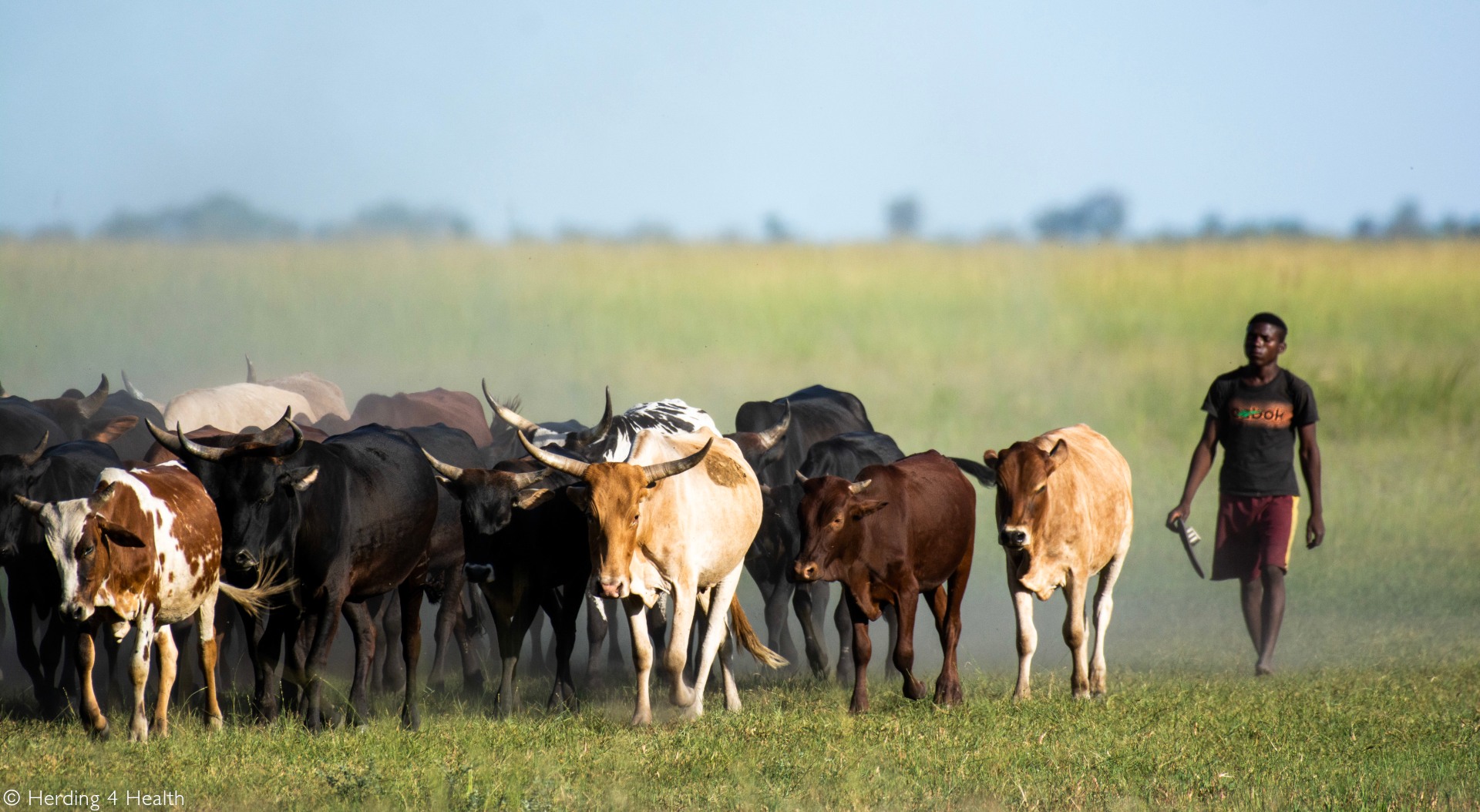 The Kipsigis People: Masters of Tea, Cows, and Unmatched Storytelling