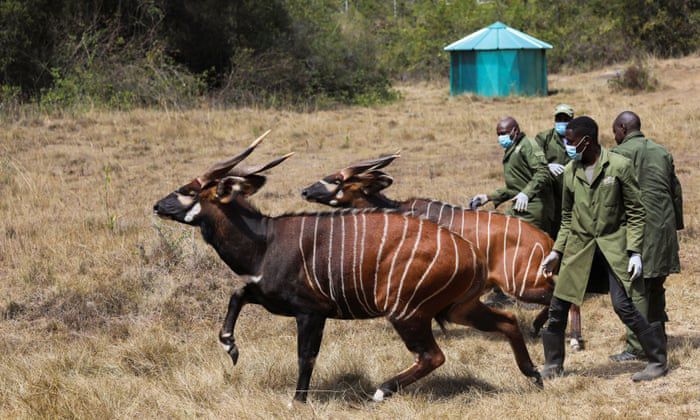 Kenya Welcomes Back Its Lost Mountain Bongos