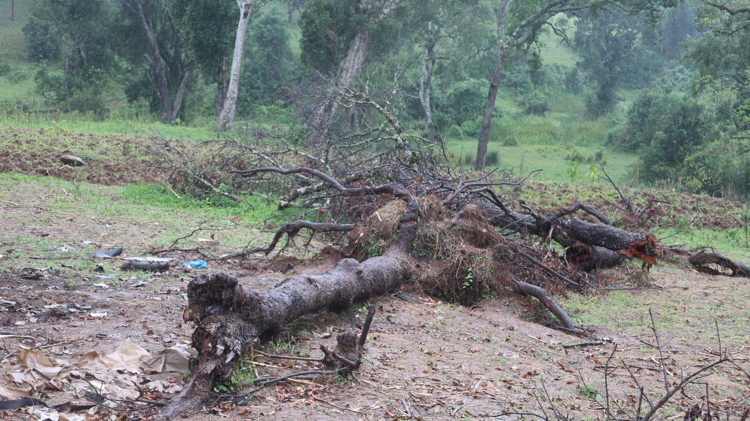 Elders Lead Sacred Rites at MP Ngeno’s Crash Site