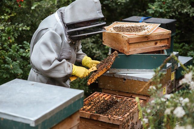 Beekeeping: A Golden Opportunity to Boost Kenya’s Economy and Tackle Unemployment