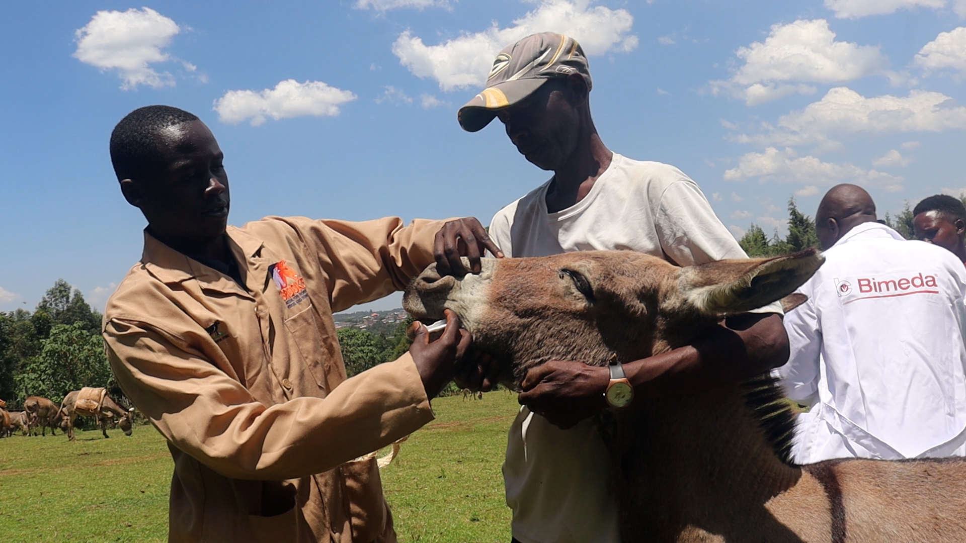 Rescuing the Beast of Burden: Donkey Clinic Empowers Farmers in Chepalungu